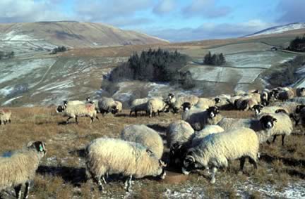 farm-images.co.uk